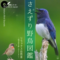 さえずり野鳥図鑑 リラックス自然音 ～鳴き声を癒しのBGMに～(野鳥