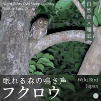 フクロウ 眠れる森の鳴き声 - 自然音×睡眠／Wild Bird Japan｜音楽