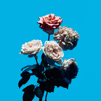 邦楽 FLOWER FLOWER “Hardly A Dream” LP | Profane Existence