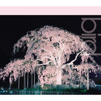 桜／bird｜音楽ダウンロード・音楽配信サイト mora ～“WALKMAN”公式